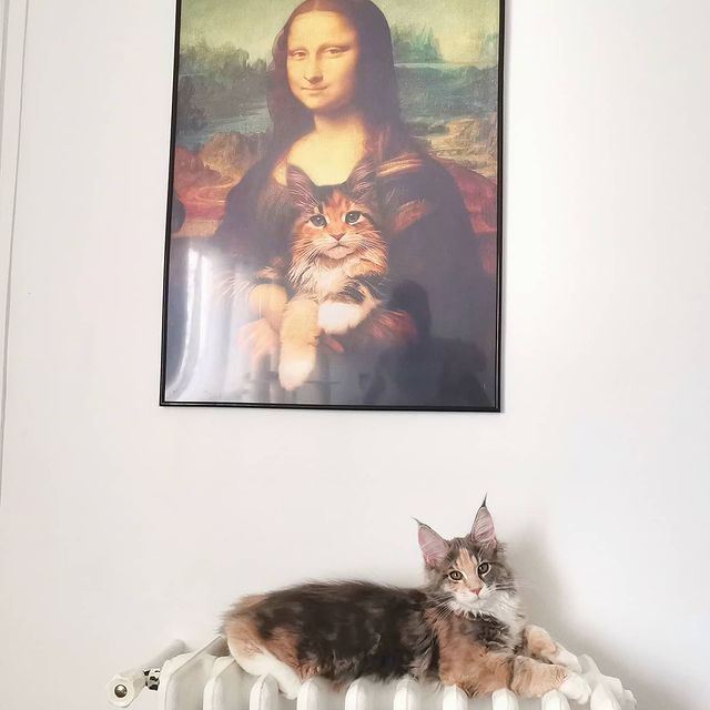 Astra Maine Coon XXL grand gabarit Chatterie familiale et professionnelle Ruby d'Astra