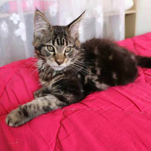 TRIXIE d'Astra Maine Coon 2 mois (3)